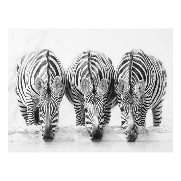 Forex Fine Art Print - Zebra Trio schwarz-weiß - Querformat 3:4