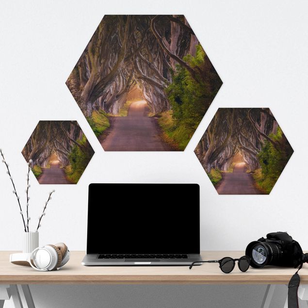 Hexagon Bild Alu-Dibond - Tunnel aus Bäumen