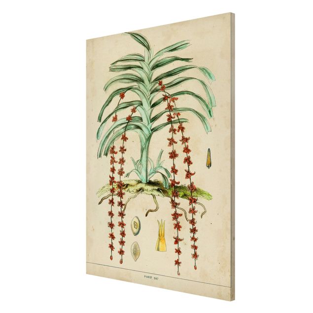 Magnettafel - Vintage Lehrtafel Exotische Palmen IV - Memoboard Hochformat 3:2