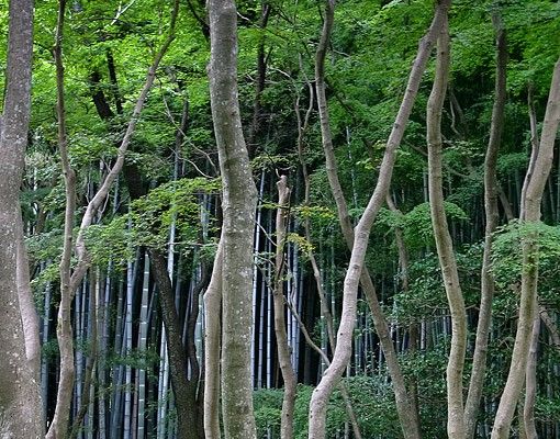 Fliesenbild - Japanischer Wald