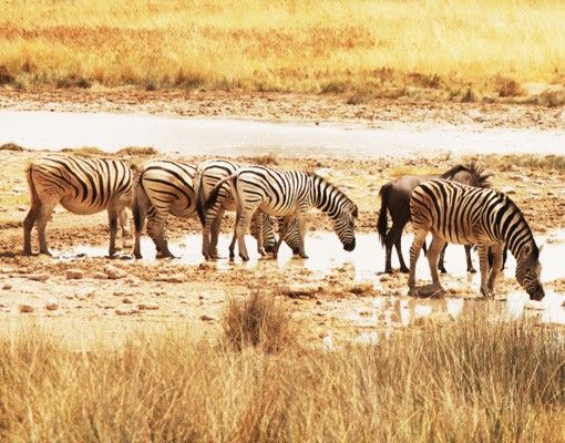 Fliesenbild - Das Leben der Zebras