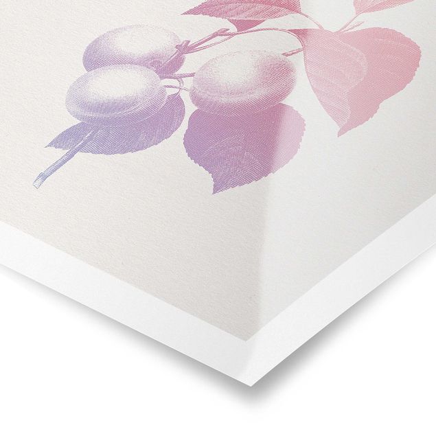 Poster - Modern Vintage Botanik Pfirsich Rosa Violett - Quadrat 1:1