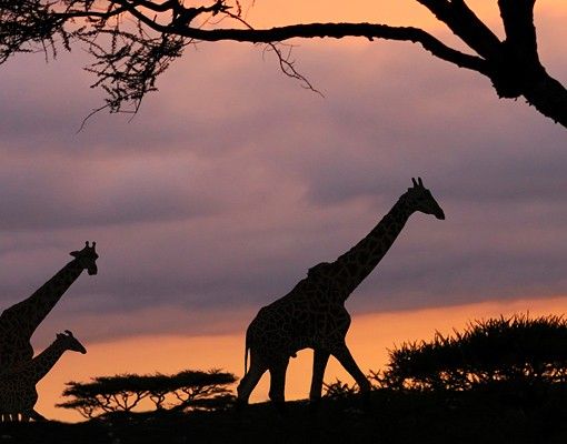 Fliesenbild - Safari in Afrika