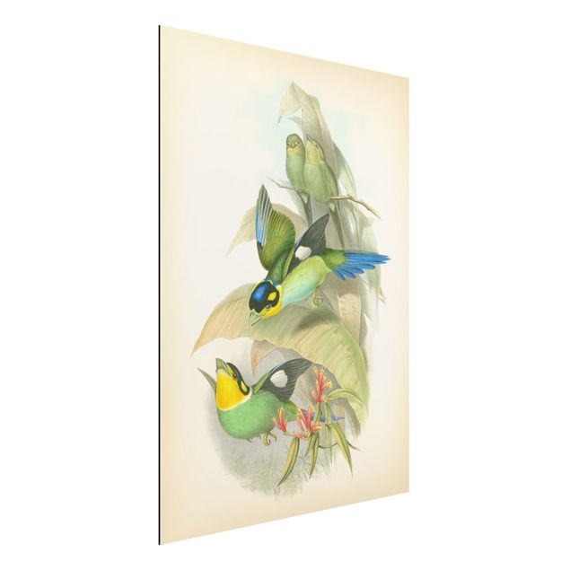 Aluminium Print gebürstet - Vintage Illustration Tropische Vögel - Hochformat 4:3