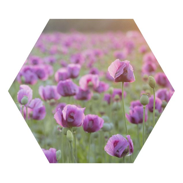 Hexagon Bild Forex - Violette Schlafmohn Blumenwiese im Frühling