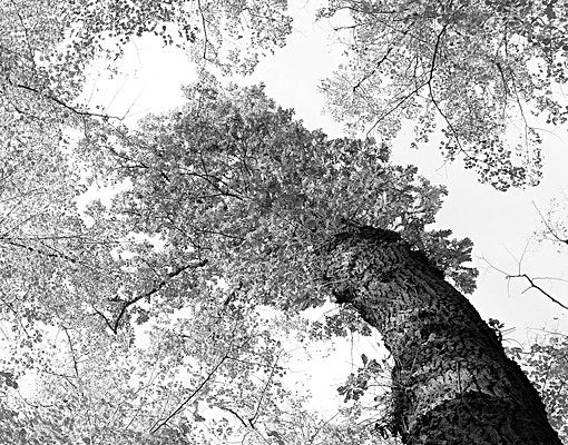 Fliesenbild - Bäume des Lebens II
