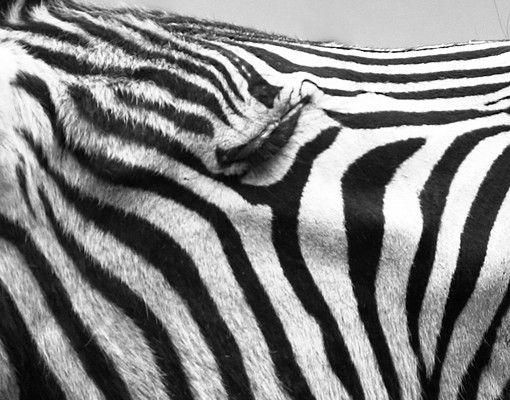 Fliesenbild - Brüllendes Zebra II