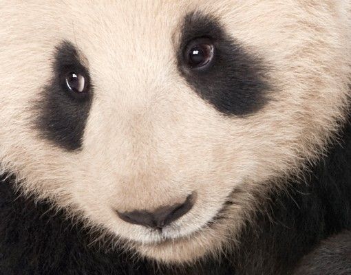 Fliesenbild - Panda Tatzen