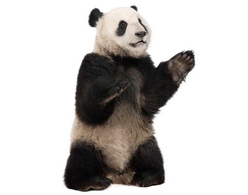 Wandtattoo No.509 Sitzender Panda