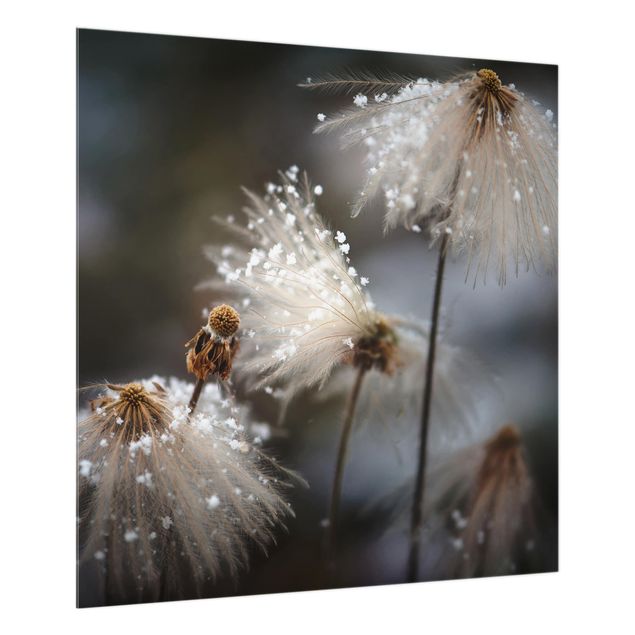 Glas Spritzschutz - Pusteblumen mit Schneeflocken - Quadrat - 1:1