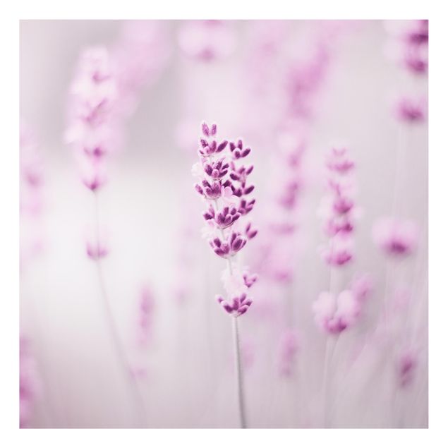 Alu-Dibond - Zartvioletter Lavendel - Quadrat