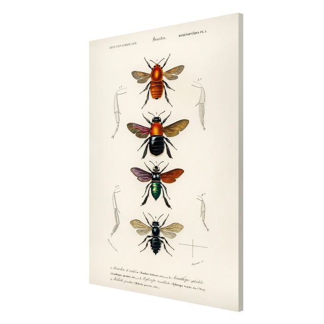 Magnettafel - Vintage Lehrtafel Insekten - Memoboard Hochformat 3:2