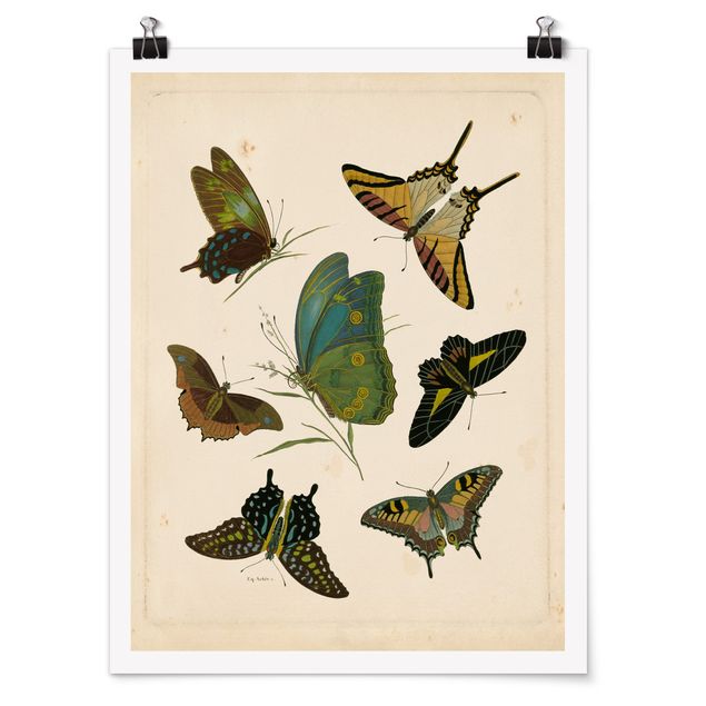 Poster - Vintage Illustration Exotische Schmetterlinge - Hochformat 4:3