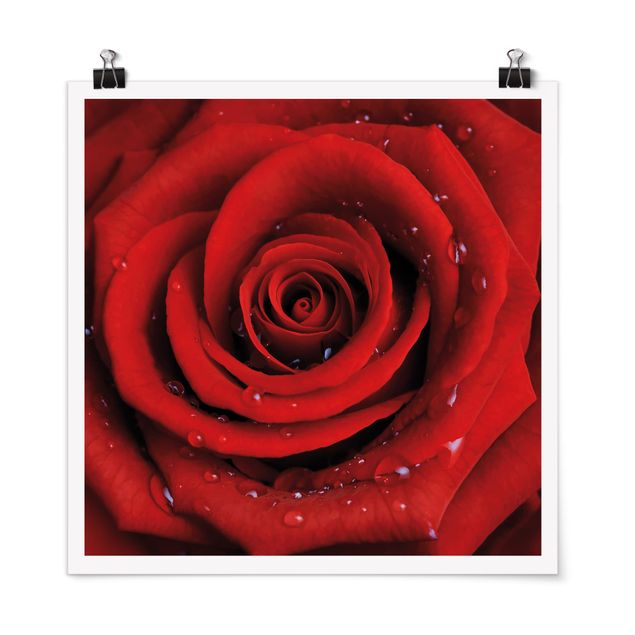 Poster - Rote Rose mit Wassertropfen - Quadrat 1:1