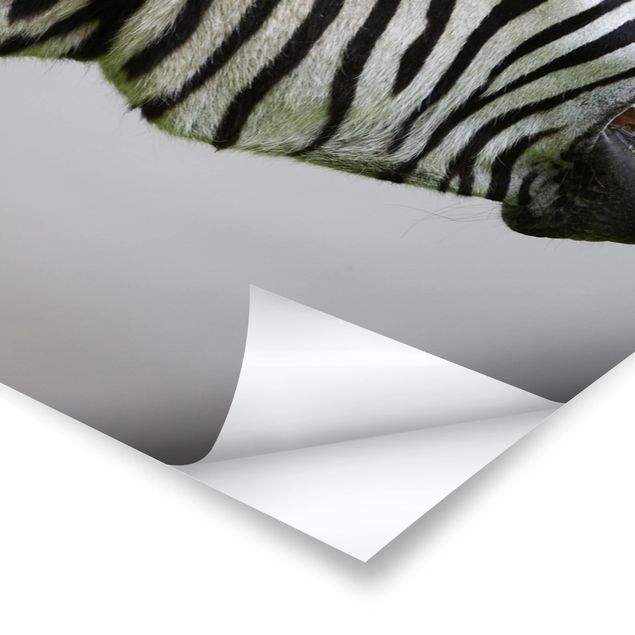 Poster - Brüllendes Zebra - Hochformat 3:4