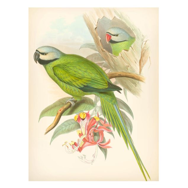 Magnettafel - Vintage Illustration Tropische Vögel II - Memoboard Hochformat 4:3
