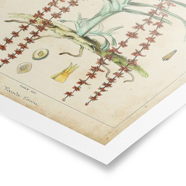 Poster - Vintage Lehrtafel Exotische Palmen IV - Hochformat 3:2