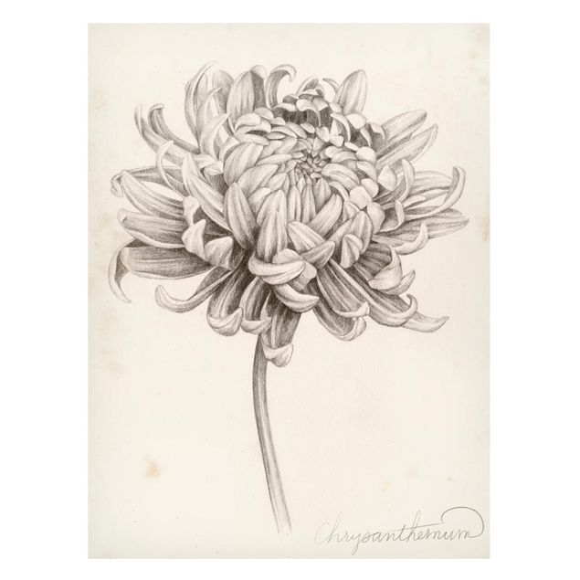 Magnettafel - Botanische Studie Chrysantheme I - Memoboard Hochformat 4:3