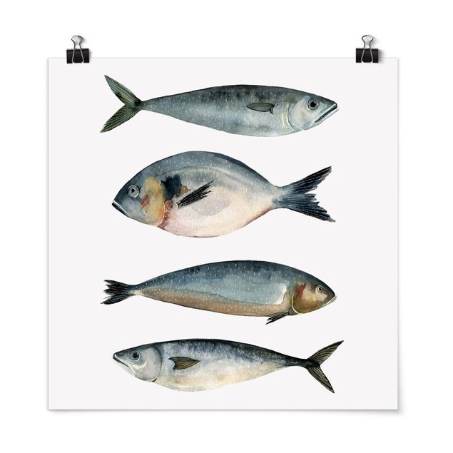 Poster - Vier Fische in Aquarell II - Quadrat 1:1