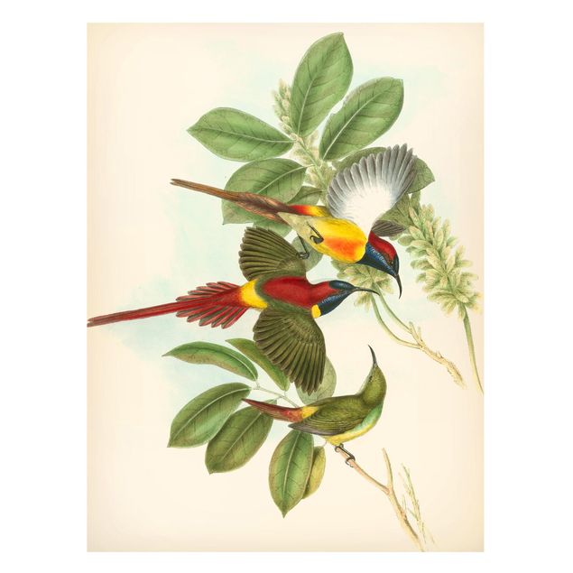 Magnettafel - Vintage Illustration Tropische Vögel III - Memoboard Hochformat 4:3