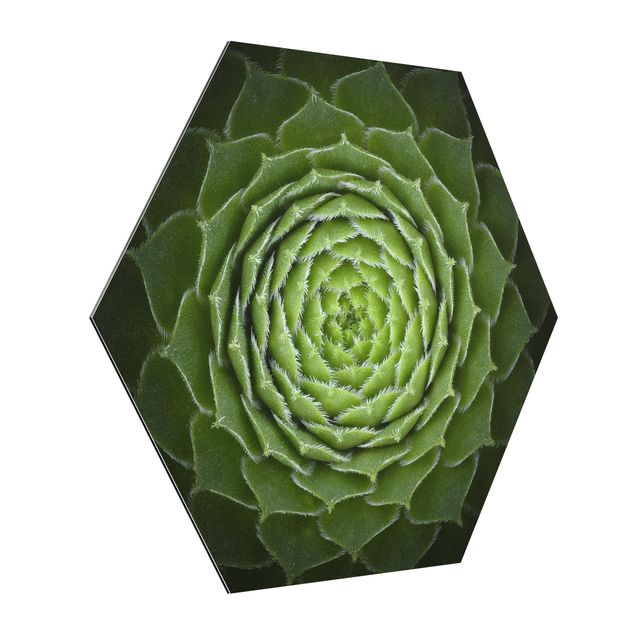 Hexagon Bild Alu-Dibond - Mandala Sukkulente