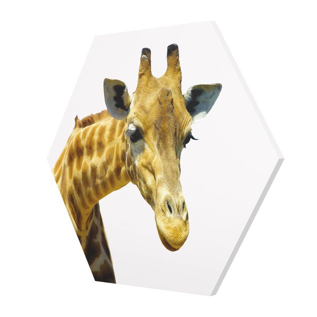Hexagon Bild Forex - No.21 Neugierige Giraffe