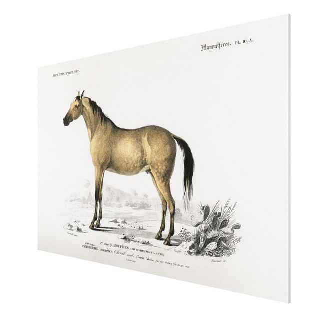 Forex Fine Art Print - Vintage Lehrtafel Pferd - Querformat 2:3