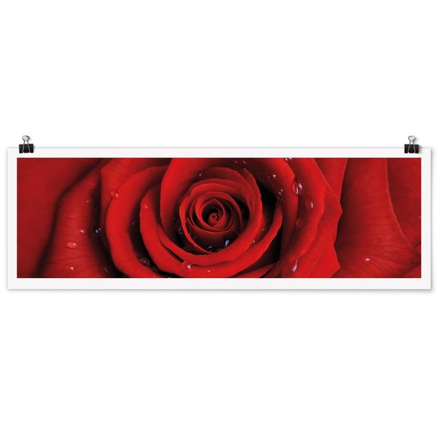 Poster - Rote Rose mit Wassertropfen - Panorama Querformat