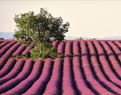 Fliesenbild - Lavender