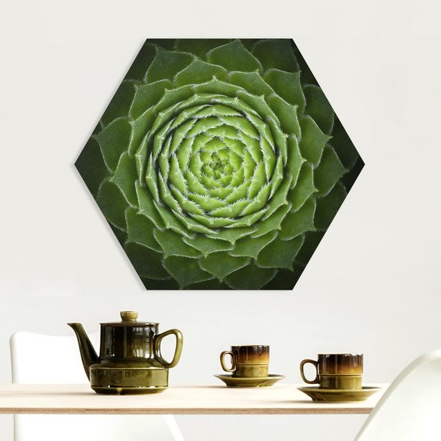 Hexagon Bild Forex - Mandala Sukkulente