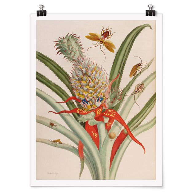 Poster - Anna Maria Sibylla Merian - Ananas mit Insekten - Hochformat 4:3