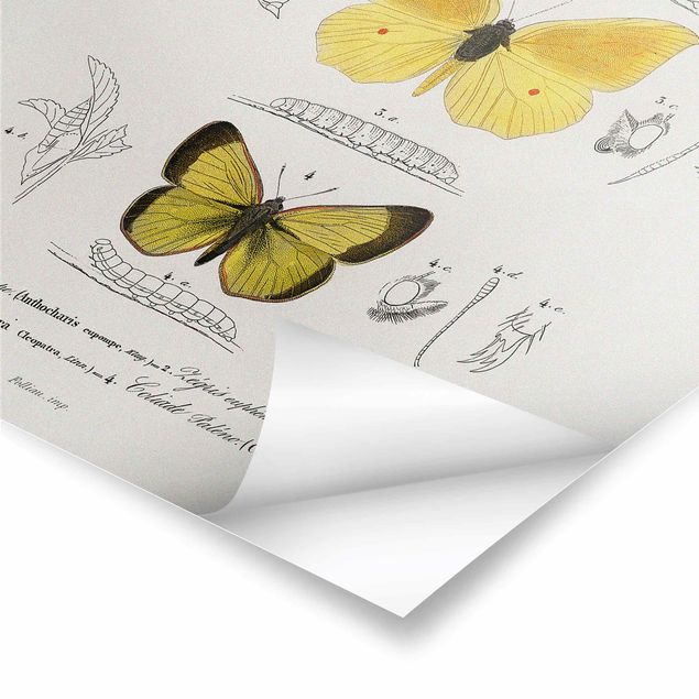 Poster - Vintage Lehrtafel Schmetterlinge II - Hochformat 3:2