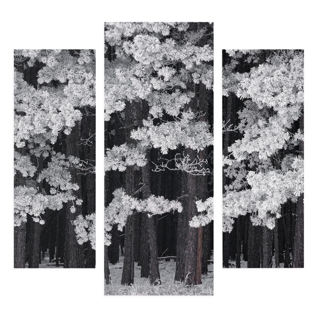Leinwandbild 3-teilig - Wald mit Raureif in Österreich - Galerie Triptychon