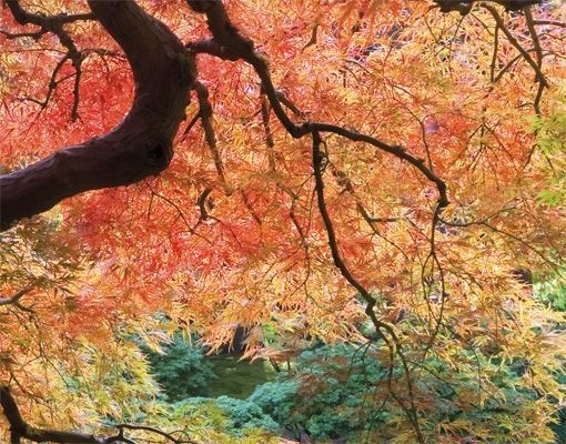 Wandbriefkasten - Japanischer Garten - Briefkasten Rot