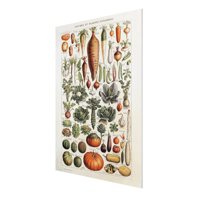 Forex Fine Art Print - Vintage Lehrtafel Gemüse - Hochformat 4:3