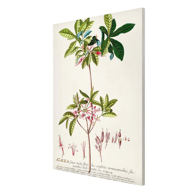 Magnettafel - Vintage Botanik Illustration Azalee - Memoboard Hochformat 3:2