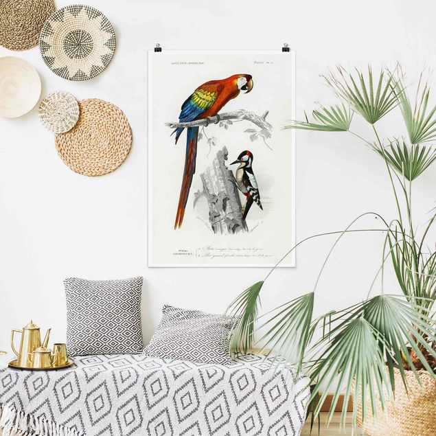 Poster - Vintage Lehrtafel Papagei Rot Blau - Hochformat 3:2