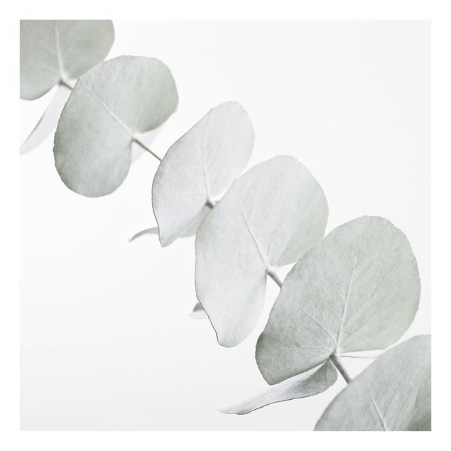 Spritzschutz Glas - Eukalyptuszweig im Weißen Licht - Quadrat 1:1