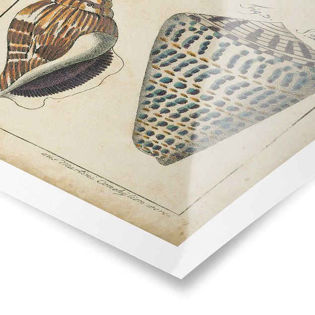 Poster - Vintage Muschel Zeichnung Bunte Muster - Hochformat 3:2