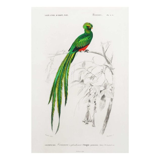 Glasbild - Vintage Lehrtafel Tropischer Vogel I - Querformat 2:3
