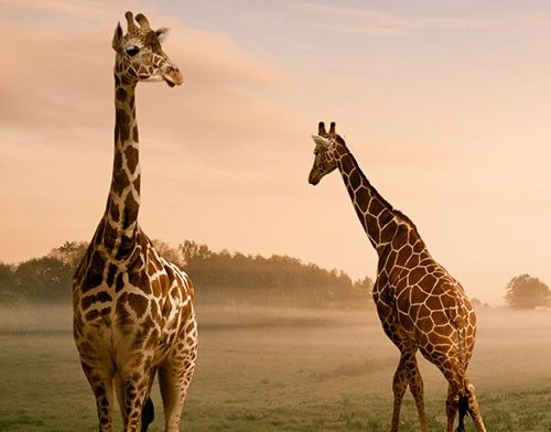 Fliesenbild - Surreal Giraffes