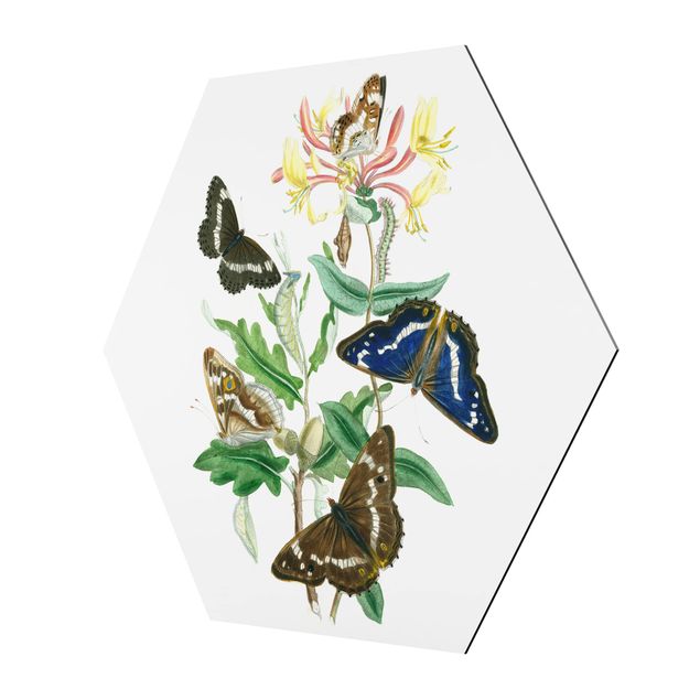 Hexagon Bild Alu-Dibond - Britische Schmetterlinge IV