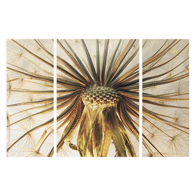 Leinwandbild 3-teilig - Dandelion Close Up - Triptychon