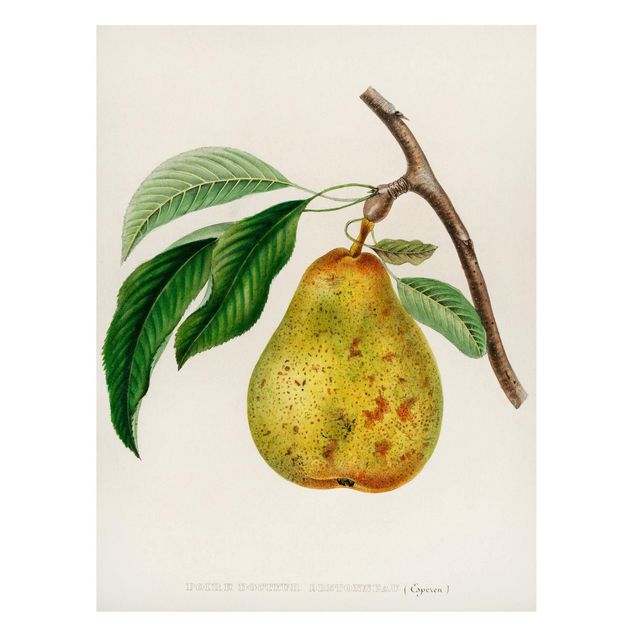 Magnettafel - Botanik Vintage Illustration Gelbe Birne - Memoboard Hochformat 4:3