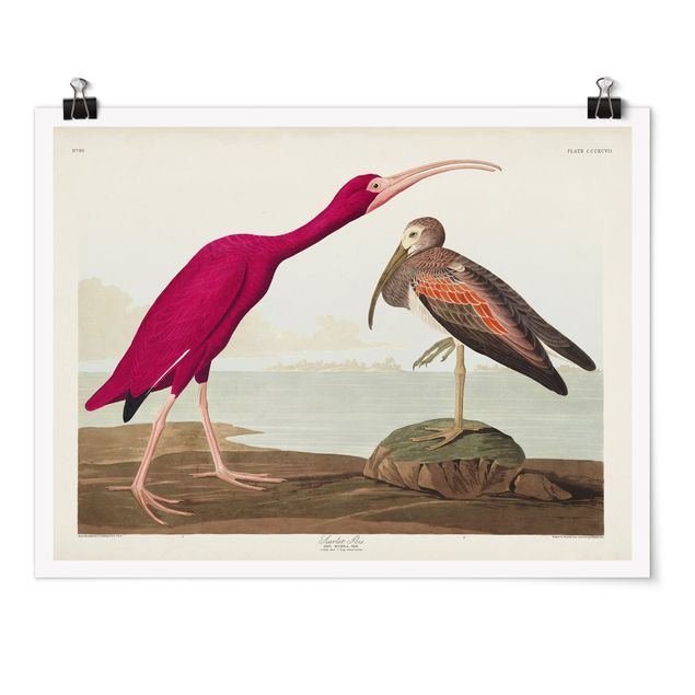 Poster - Vintage Lehrtafel Roter Ibis - Querformat 3:4