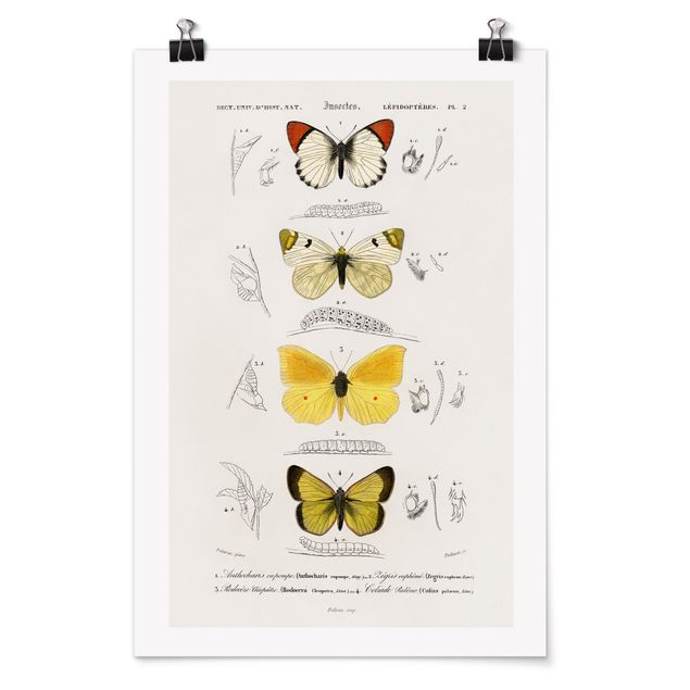 Poster - Vintage Lehrtafel Schmetterlinge II - Hochformat 3:2