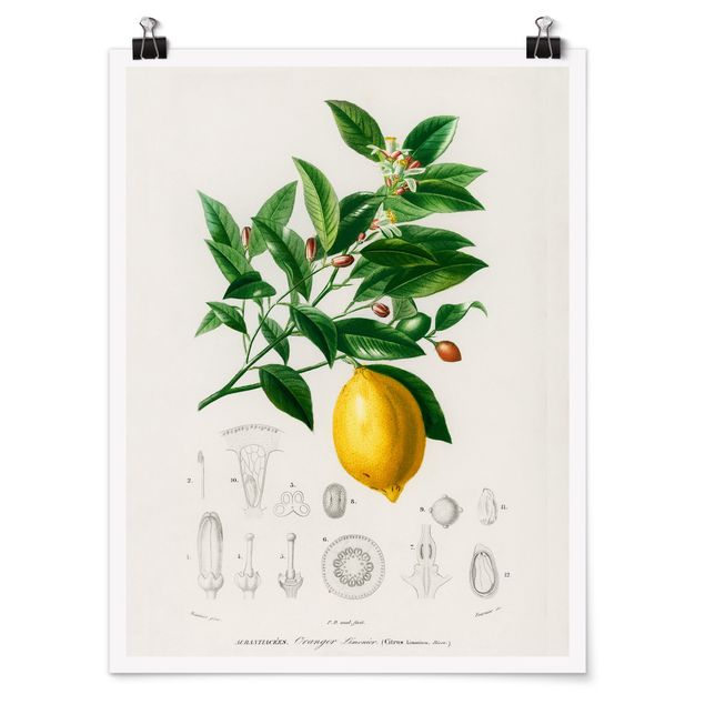 Poster - Botanik Vintage Illustration Zitrone - Hochformat 4:3