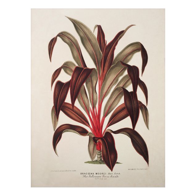 Aluminium Print gebürstet - Botanik Vintage Illustration Drachenbaum - Hochformat 4:3