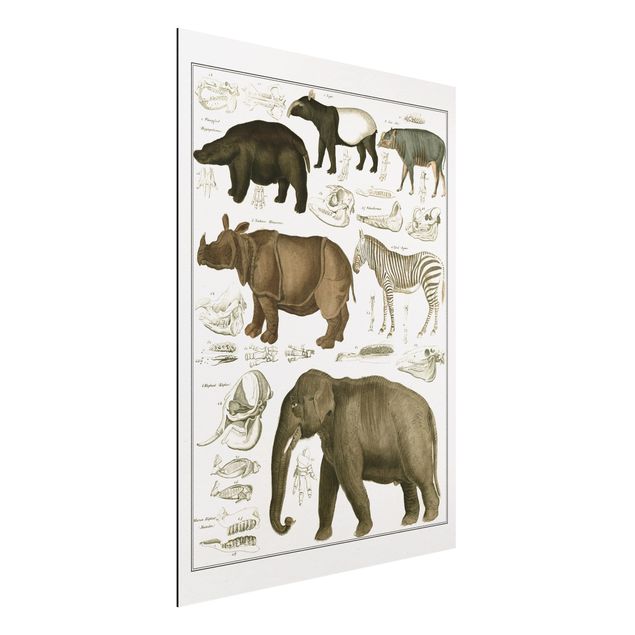 Aluminium Print gebürstet - Vintage Lehrtafel Elefant, Zebra und Nashorn - Hochformat 4:3