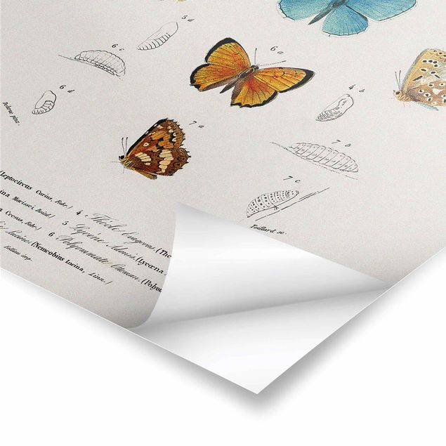 Poster - Vintage Lehrtafel Schmetterlinge I - Hochformat 3:2